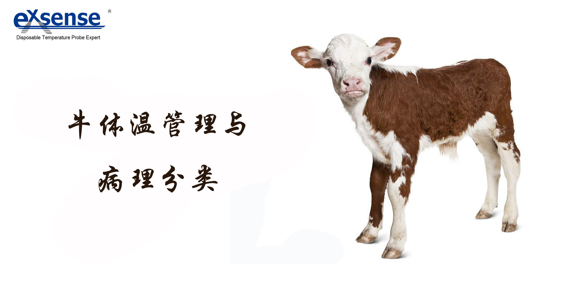 牛體溫與體溫探頭 牛體溫與體溫探頭